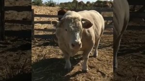 Огромный бык шароле