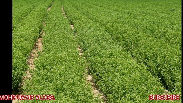 Stevia Farming Business 2019 | कंपनी खरीदेगी तैयार माल | Small business | New Business Ideas