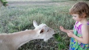 КОЗЫ ЛАЗАЮТ по деревьям и прыгают с обрыва! МИЛАНА и папа В ШОКЕ! #милана #миланаикозы #миланаипапа