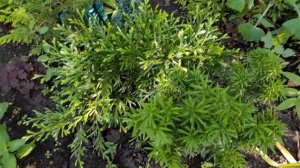 РЕДКИЕ ХВОЙНЫЕ Растения ? ОБЗОР Моих Покупок ? ЧАСТЬ 3