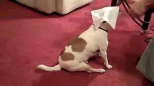 Лучшая собака воет - собаки воют видео сборник