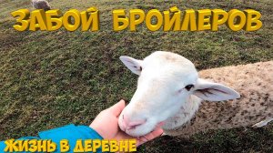 Забой бройлеров. [Жизнь в деревне]