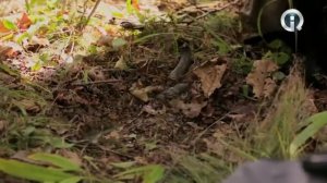 Заповедная Россия.  Кедровая падь.