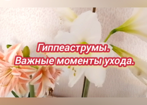 Гиппеаструмы. Важные моменты ухода.