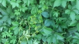 Выращивание и Уход  за Девичьим Виноградом и Китайским  Лимонником на Своем Приусадебном Участке.