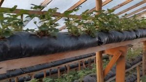 Малообъемка! Цветение клубники!