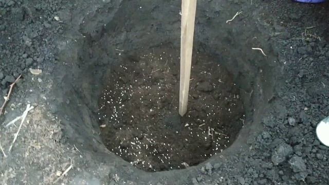 Как посадить саженцы яблони?  Подробно все этапы. Посадка красномясой  яблони Ред Пэшн.