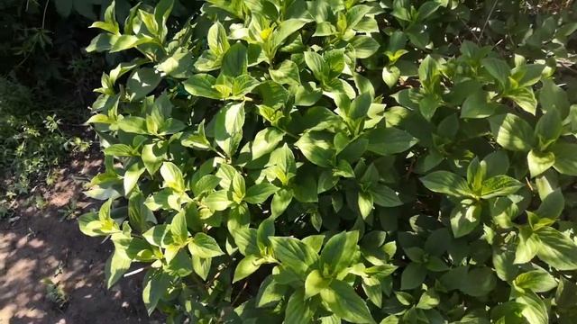 Какое разочарование ! Розы от Елены Иващенко перезимовали очень плохо ! смотреть онлайн