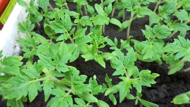 ПОЧЕМУ ДЛЯ ПОЛУЧЕНИЯ РАННЕГО УРОЖАЯ Я ВЫБИРАЮ НИЗКОРОСЛЫЕ ДЕТЕРМИНАНТНЫЕ СОРТА ТОМАТОВ смотреть онлайн