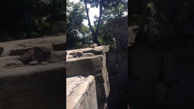 Няшный медведь просит еду смотреть онлайн