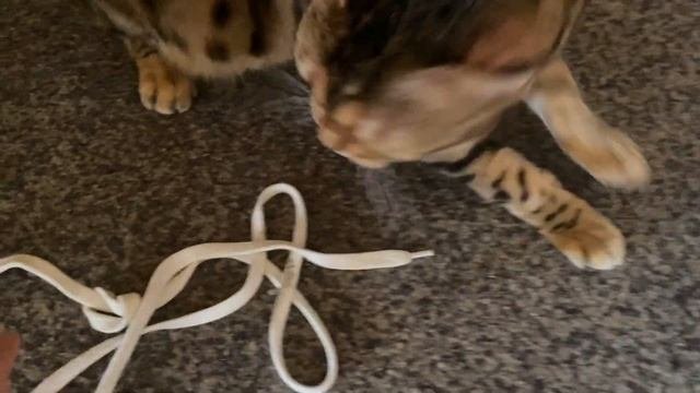 Бенгальская кошка