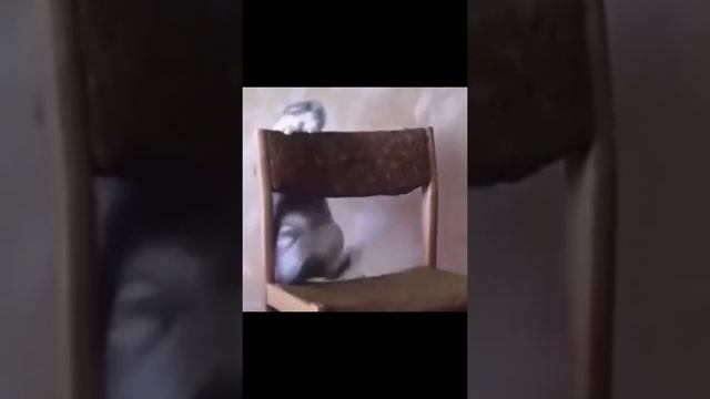 Смешныекоты#shorts#забавныеживотные# funnycatsvideo#анекдоты?????