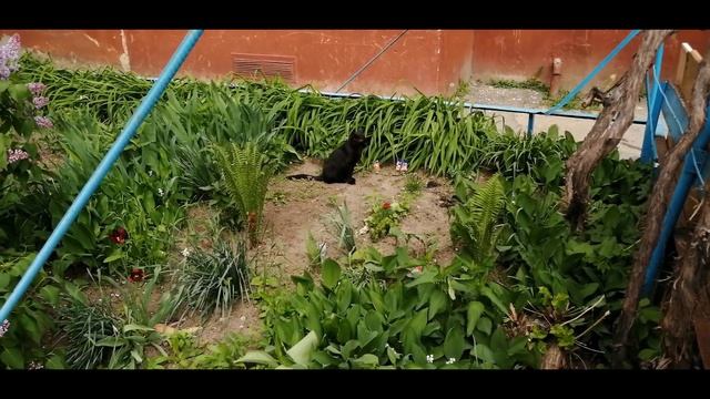 Почему любимые кошки спят в ногах у человека? смотреть онлайн