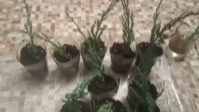 Осеннее черенкование можжевельников и туй.