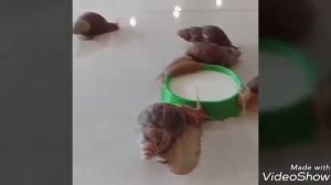 УЛИТКА АХАТИНА - САМОЕ СПОКОЙНОЕ ДОМАШНИЕ ЖИВОТНОЕ.