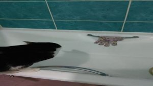 Кот который хочет купаться