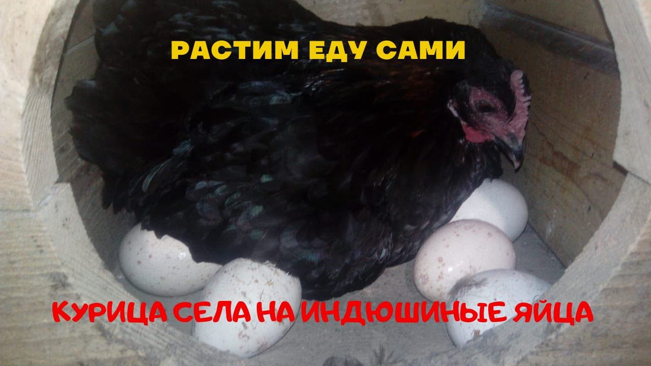 Сажаем курицу на индюшиные яйца из холодильника