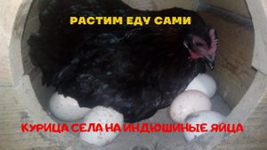 Сажаем курицу на индюшиные яйца из холодильника