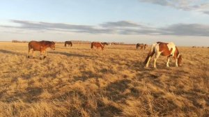 Сезон рождения жеребят.| Новые клички.