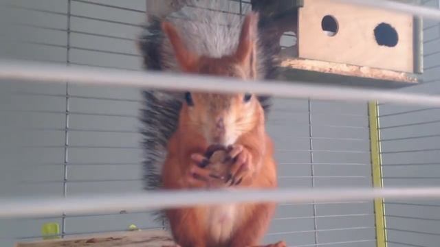 Белка и орехи смотреть онлайн