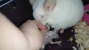 Шиншилла перед родами. Шиншилла родила.