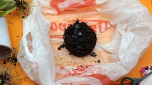 Пересадка онцидиума твинкл в горшок Lechuza. Горшок для орхидей с автополивом.