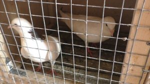 Показываю впервые лучших бакинских  голубей!!! Голуби линии  Октая и  Арифа!  #pigeons#