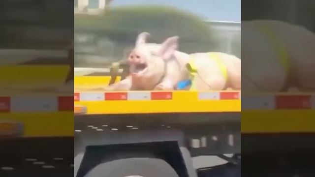 😎 смотреть онлайн