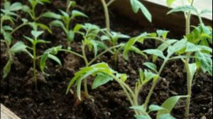 Выращивание помидоров на подоконнике зимой