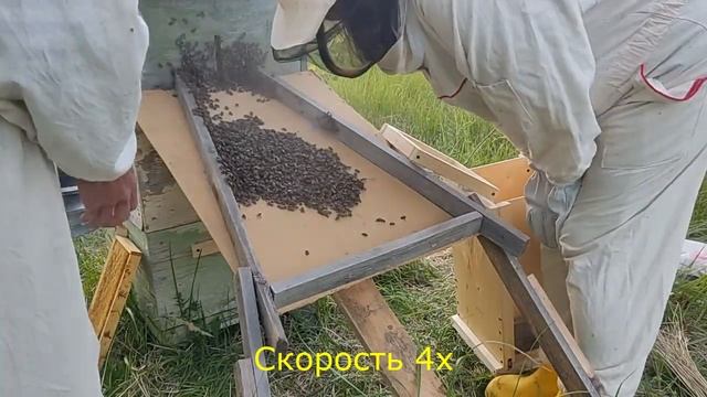 Рой Пчел ??? - Снимаем с Дерева ? и заселяем через леток в колоду с дуплом смотреть онлайн