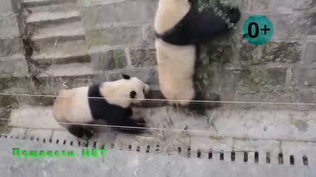 кунг-фу панда kung fu panda Приколы с пандами