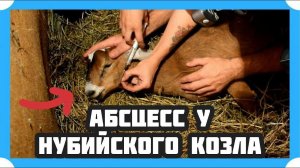 АБСЦЕСС, ФЛЕГМОНА У НУБИЙСКОГО КОЗЛА