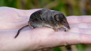 Бурозубка - интересные факты