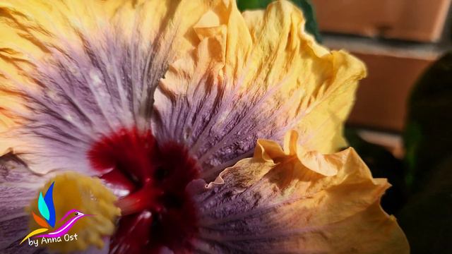 Tropical Diamond Queen #TropicalDiamondQueen #Гибискус #цветы #hibiscus #GeraGibis #герагибис смотреть онлайн