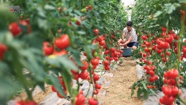 Болезни Томатов Уйдут Прочь! Супер Натуральное Средство От Фитофторы! смотреть онлайн