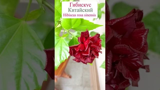 Гибискус китайский (Hibiscus rosa sinensis)??