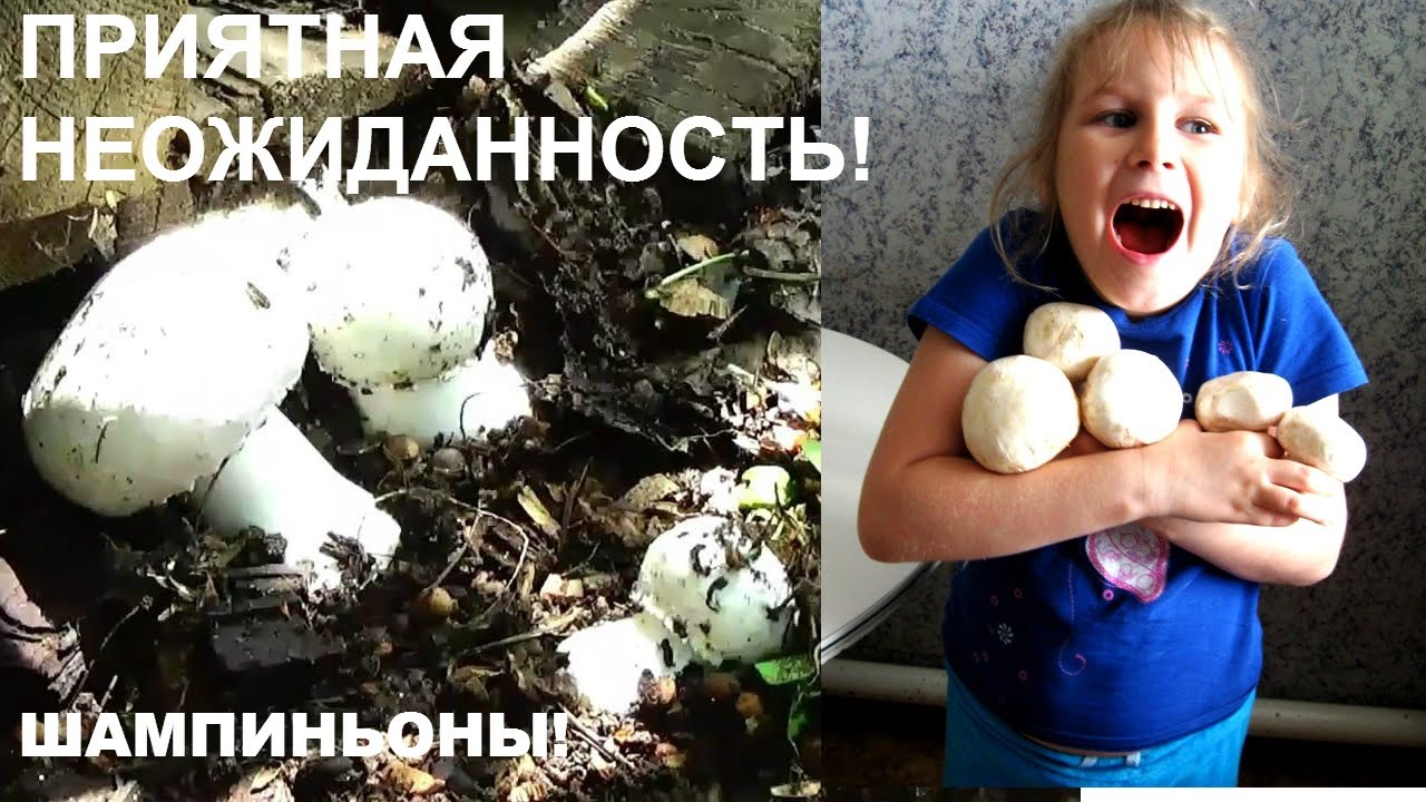 ★Как вырастить шампиньоны В ОГОРОДЕ ★ Вырастили ШАМПИНЬОНЫ в саду! смотреть онлайн