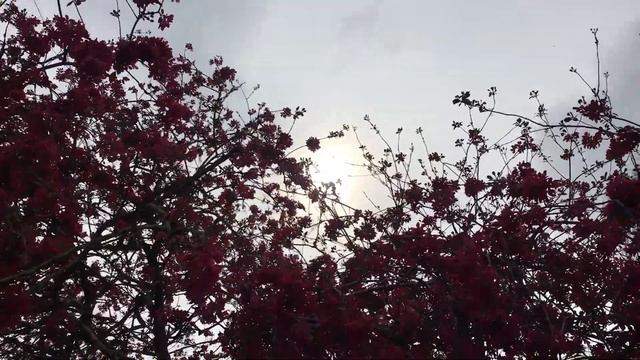 Crab apple (Malus 'Rudolph') - crown in the sun - April 2019 смотреть онлайн