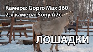 Конная прогулка зимой