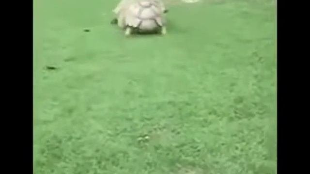 Добрый мультик для детей