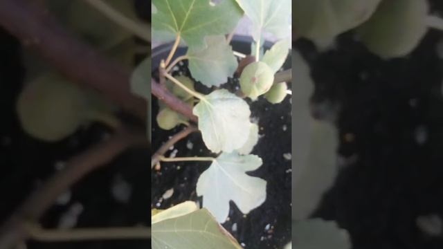 Плодонашение инжир а в кадках большой урожай