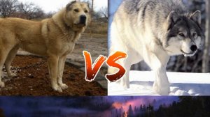 #Гампр против серого волка//Кто сильнее???//Animals Battle//
