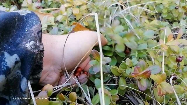 ЗА БРУСНИКОЙ В СЕКРЕТНЫЕ МЕСТА!!! ЯГОДА КАК ВИНОГРАД!!! смотреть онлайн