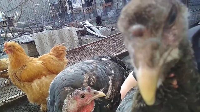 Ноздри индюшки покрылись корочкой//Индюшке тяжело дышать как лечить.