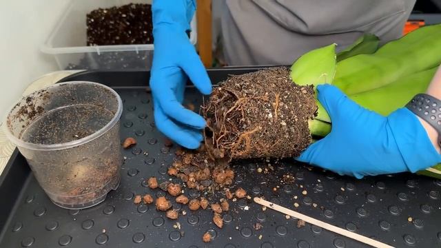 Пересадка комнатных растений и цветов » Июль 2023