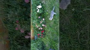 Мозжечковая атаксия у котёнка.