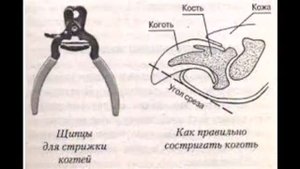 Как подстричь когти йорку