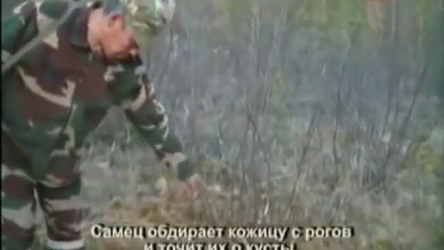 Охота на Изюбря   Охота и рыбалка в Якутии
