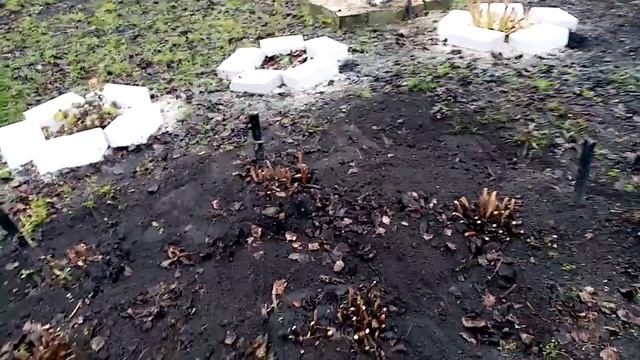 Обрезка и Утепление ПИОН под ЗИМУ. 19.11.2019г. смотреть онлайн