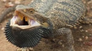Кто такие бородатые агамы и как их содержать